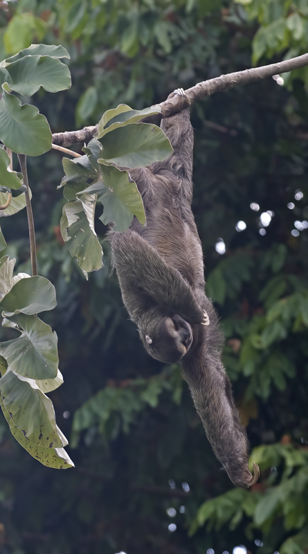 Three_toed_Sloth_17_Costa_Rica_030