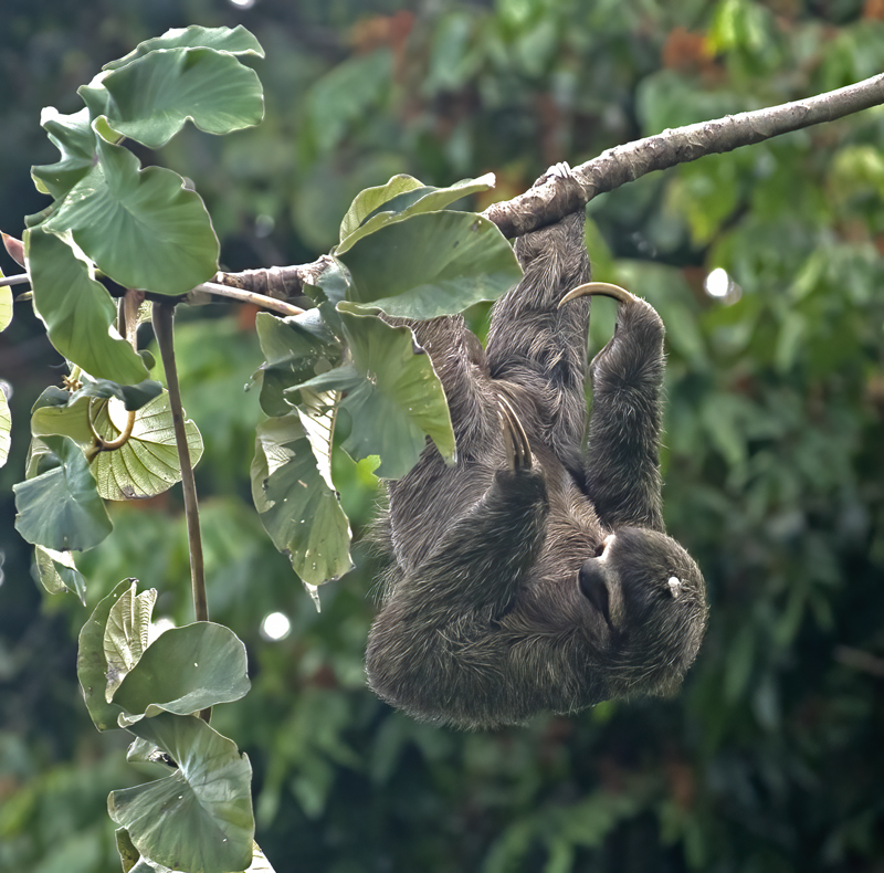 Three_toed_Sloth_17_Costa_Rica_040