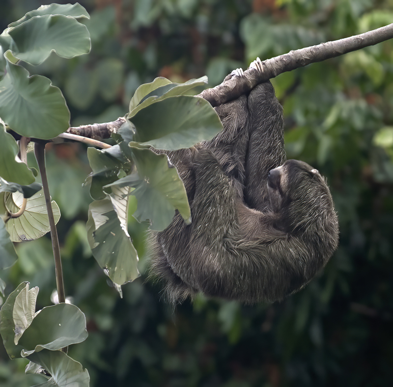 Three_toed_Sloth_17_Costa_Rica_042