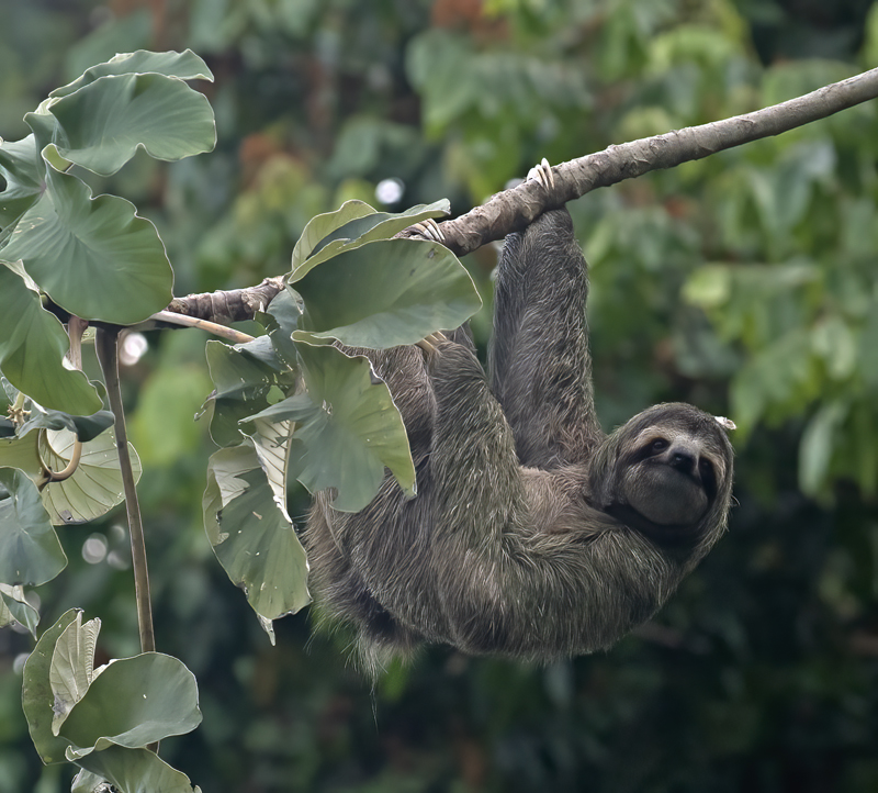 Three_toed_Sloth_17_Costa_Rica_044a