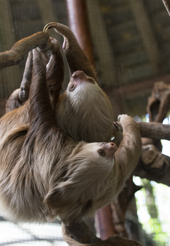 Two-toed_Sloth_18_Costa_Rica_037