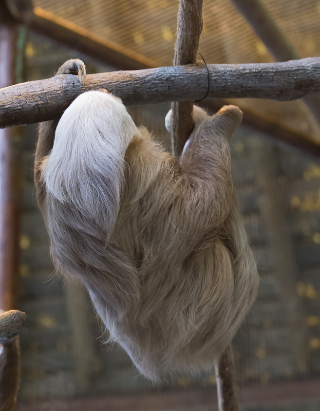 Two-toed_Sloth_18_Costa_Rica_038
