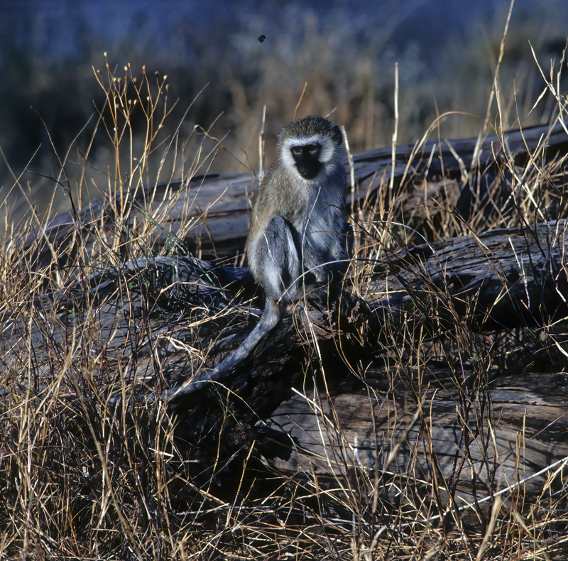 Velvet_Monkey_90_Kenya_001