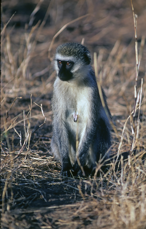 Velvet_Monkey_90_Kenya_003