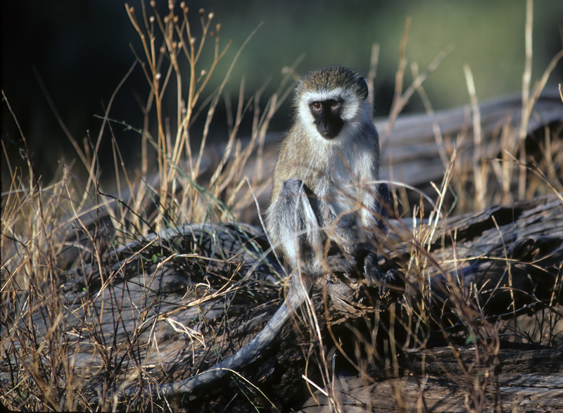 Velvet_Monkey_90_Kenya_004
