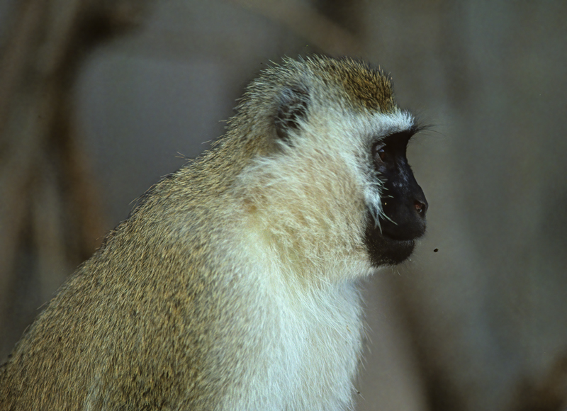 Velvet_Monkey_90_Kenya_005