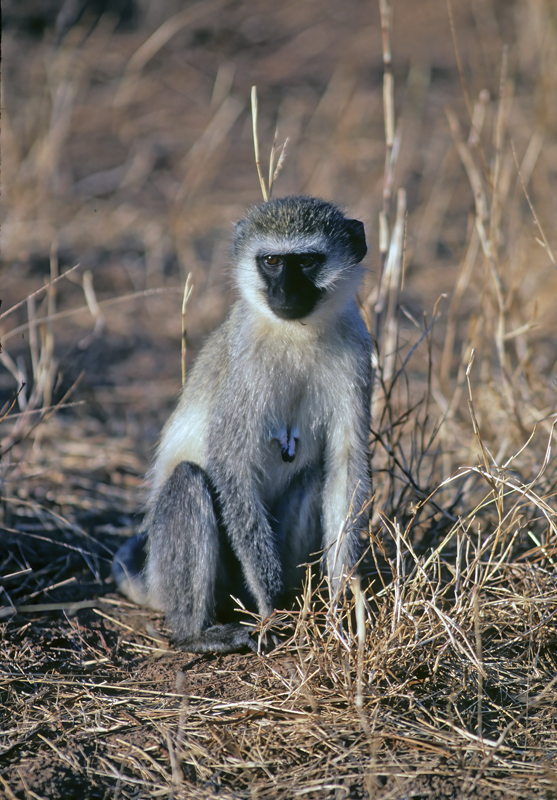 Velvet_Monkey_90_Kenya_007