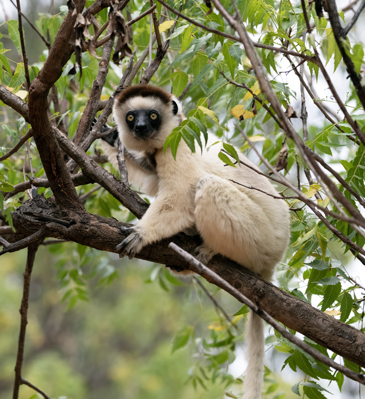Verreauxs_Sifaka_24_Madagascar_004