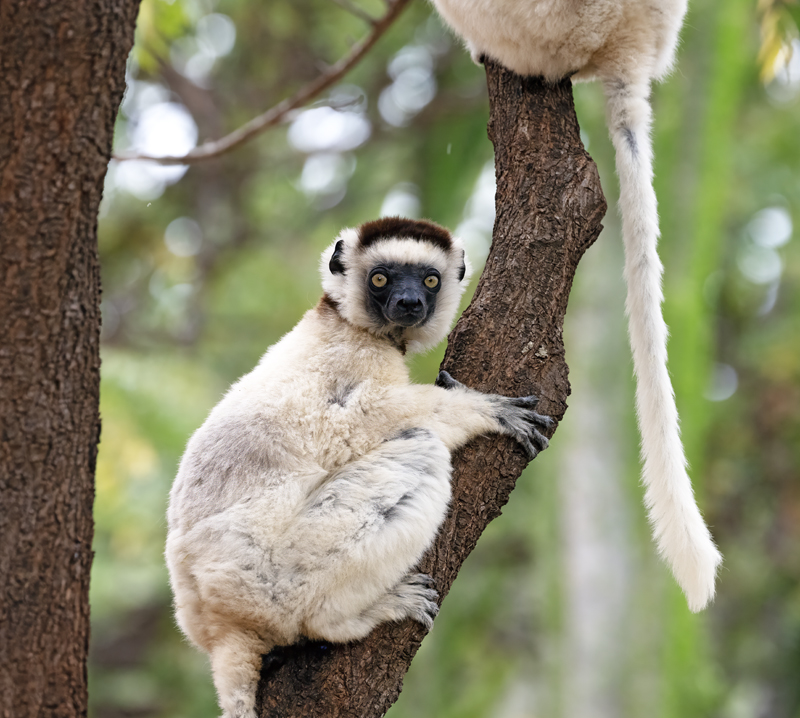 Verreauxs_Sifaka_24_Madagascar_010