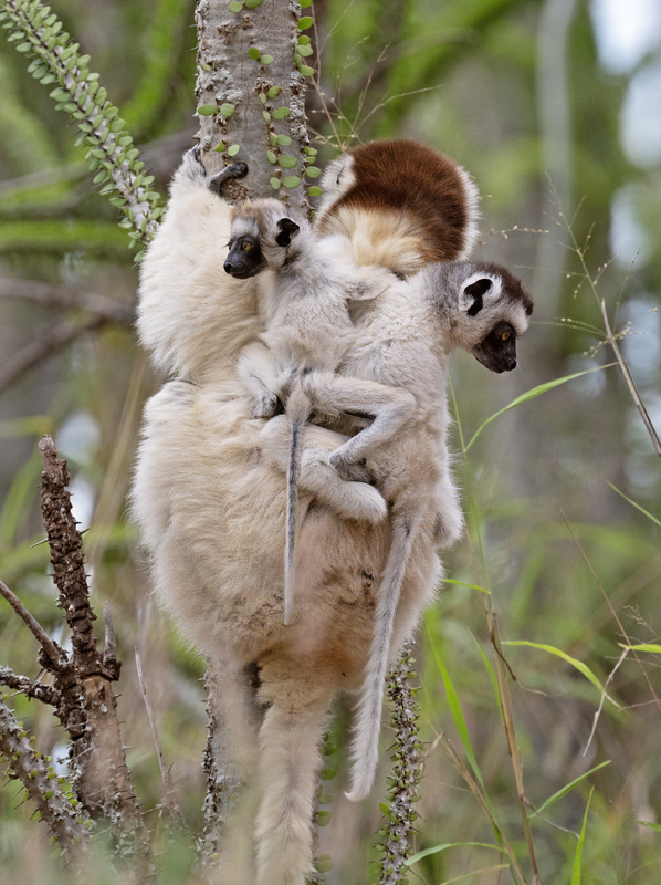 Verreauxs_Sifaka_24_Madagascar_018