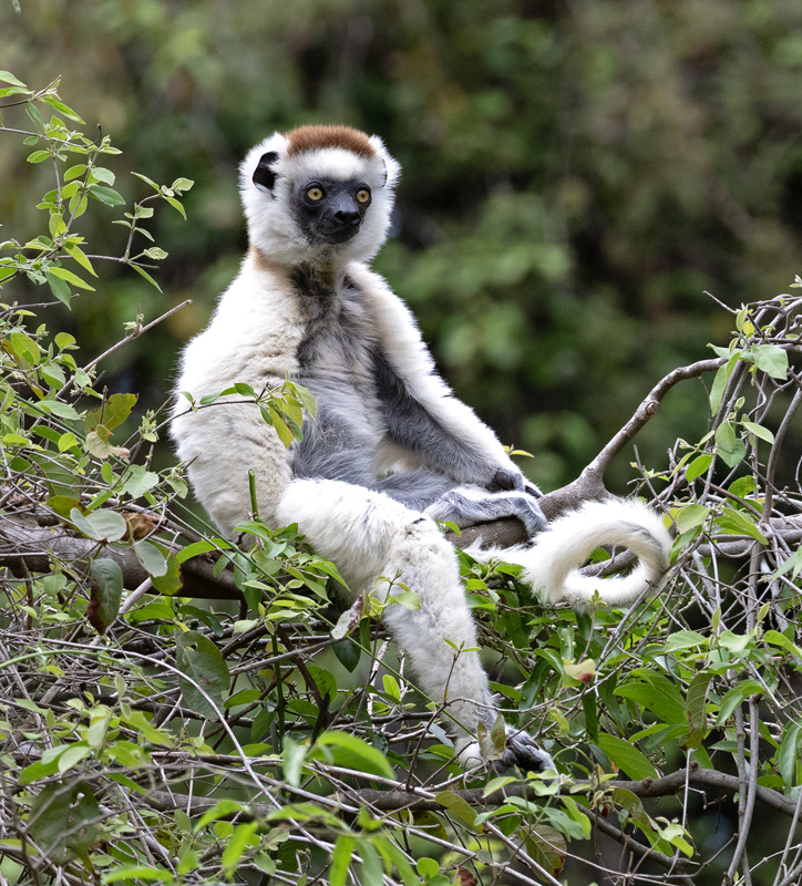 Verreauxs_Sifaka_24_Madagascar_075