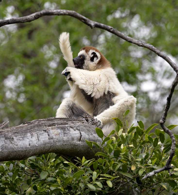Verreauxs_Sifaka_24_Madagascar_088