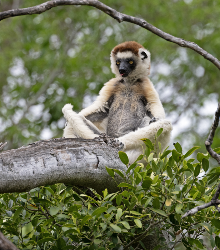Verreauxs_Sifaka_24_Madagascar_091