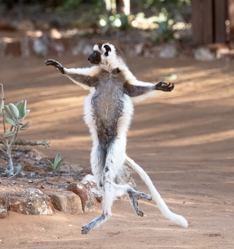 Verreauxs_Sifaka_24_Madagascar_129