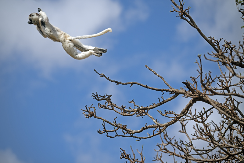Verreauxs_Sifaka_24_Madagascar_184