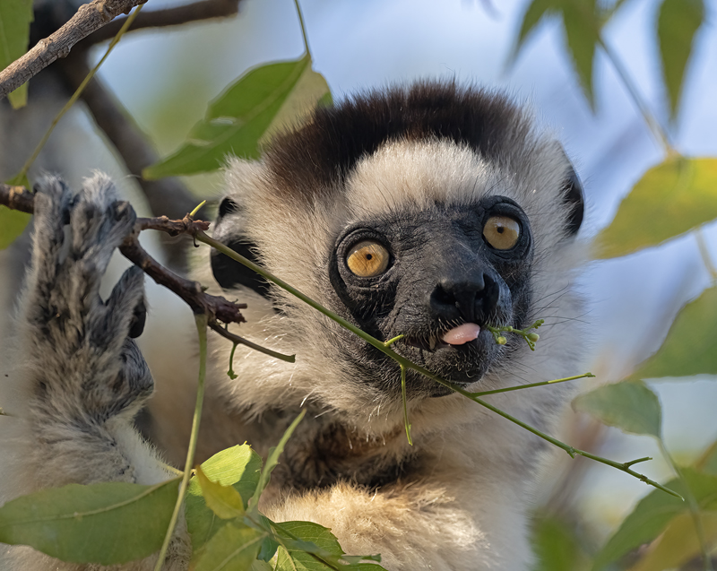 Verreauxs_Sifaka_24_Madagascar_295