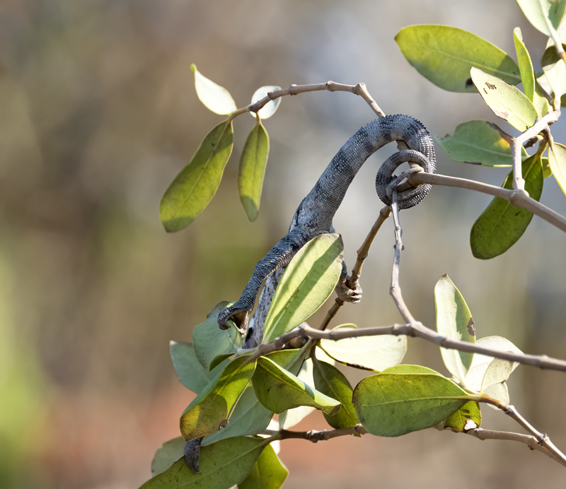 Warty_Chameleon_24_Madagascar_169
