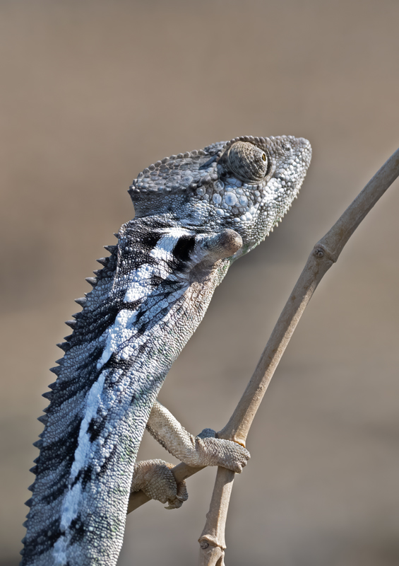 Warty_Chameleon_24_Madagascar_170