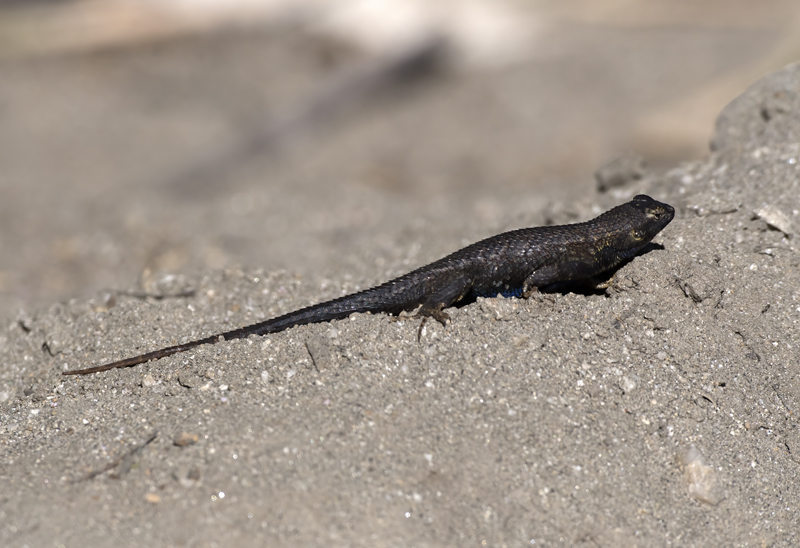 Western_Fence_Lizard_FL_09_003