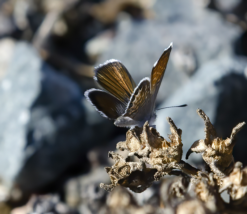 Western_Pygmy_Blue_12_NJ_004