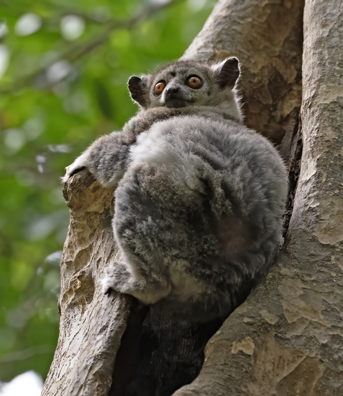 White-footed_Sportive_Lemur_24_Madagascar_092