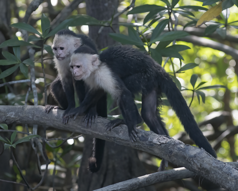 White_headed_Capuchin_17_Costa_Rica_051