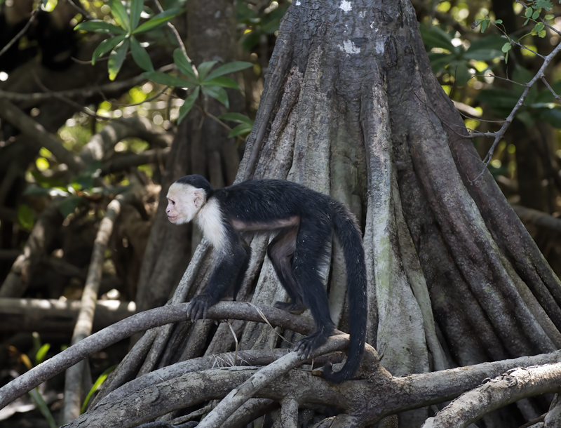 White_headed_Capuchin_17_Costa_Rica_056