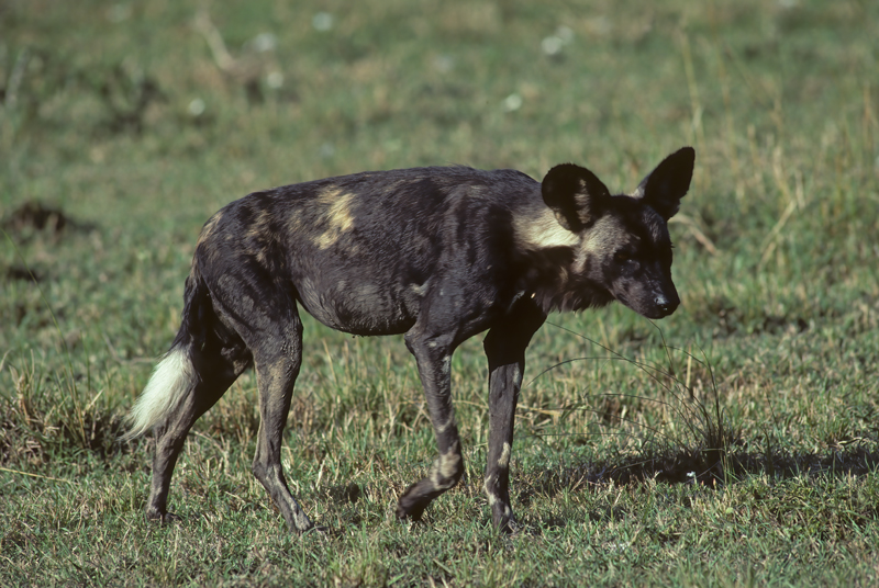 Wild_African_Dog_90_Kenya_001