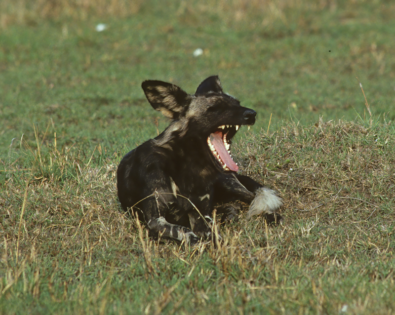 Wild_African_Dog_90_Kenya_007