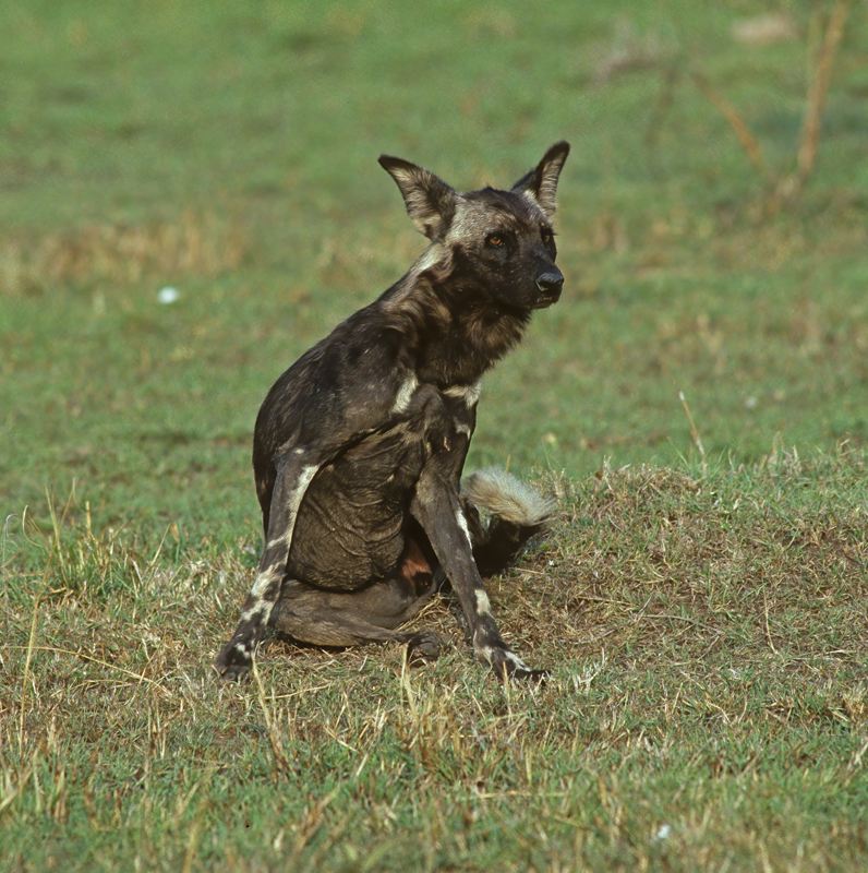 Wild_African_Dog_90_Kenya_010