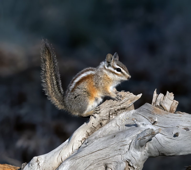 Yellow-pine_Chipmunk_18_OR_009