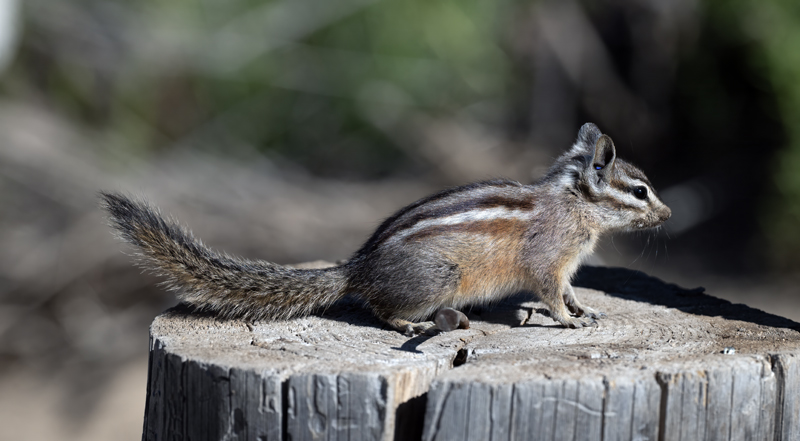 Yellow-pine_Chipmunk_23_CA_L_505