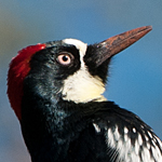 Acorn Woodpecker
