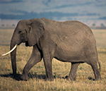African Savannah Elephant