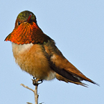 Allens_Hummingbird