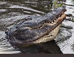American Alligator