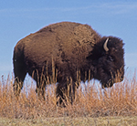 American Bison