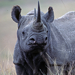 Black Rhinoceros