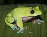 Blue-sided Leaf Frog