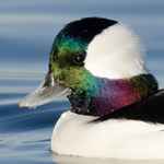Bufflehead