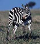 Burchell's Zebra