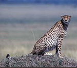 Cheetah