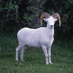 Dall Sheep