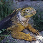 Galapagos_Land_Iguana