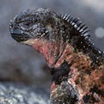 Galapagos Marine Iguana