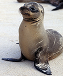 Galapagos Sea Lion