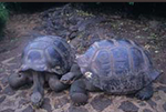 Galapagos Tortoise