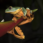Golden-eyed Leaf Frog