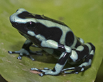 Green-black Poison Dart Frog