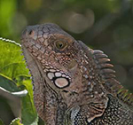 Green Iguana